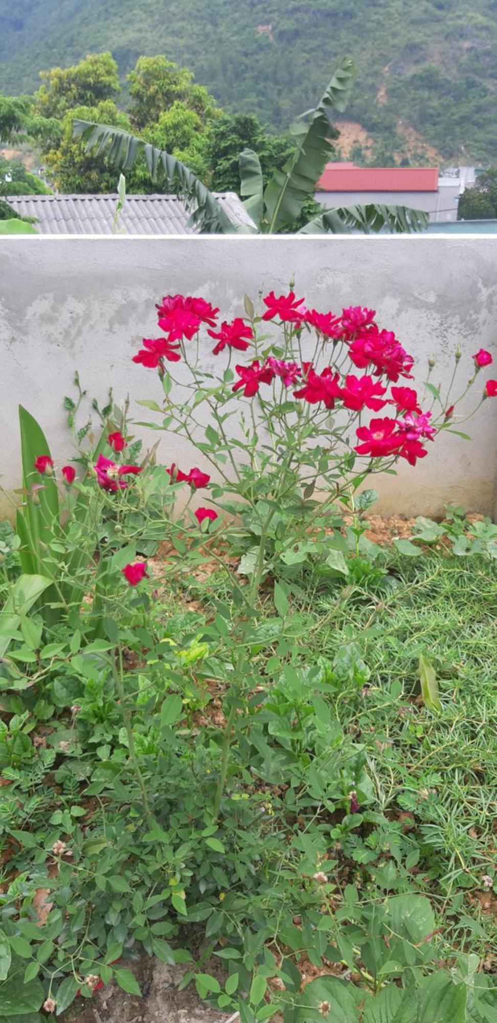 Milk Milk Homestay Yen Minh Quarto foto